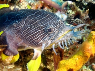 Peces de Cozumel